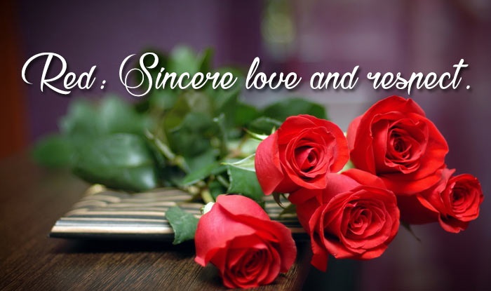Rose Day Images for Crush & Fiance 2023