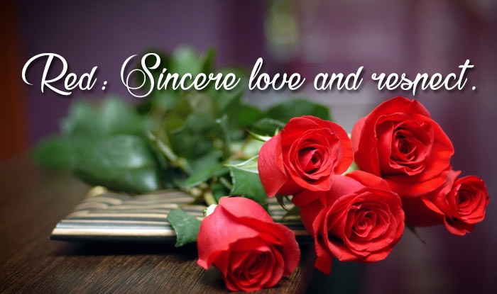 Rose Day Images for Crush & Fiance 2024