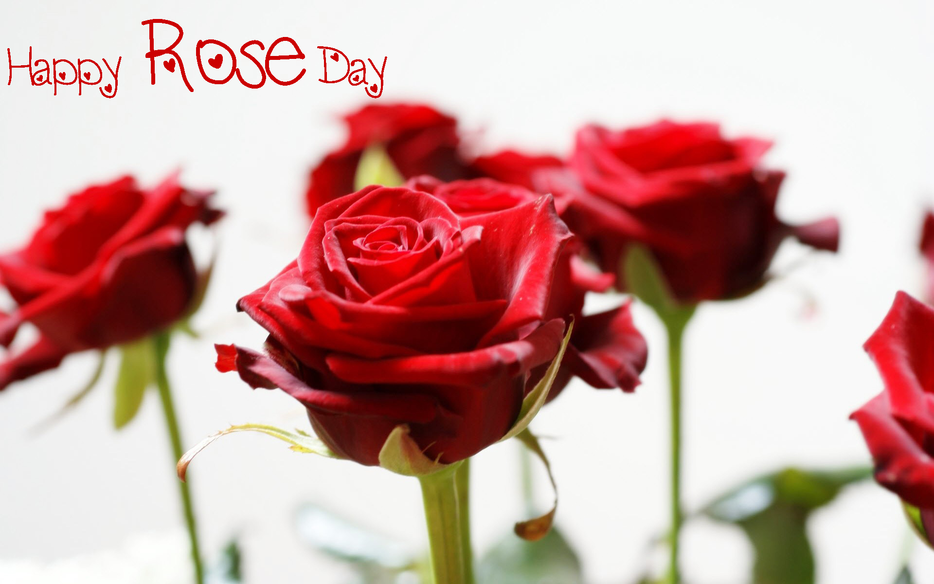 Rose Day Wallpapers