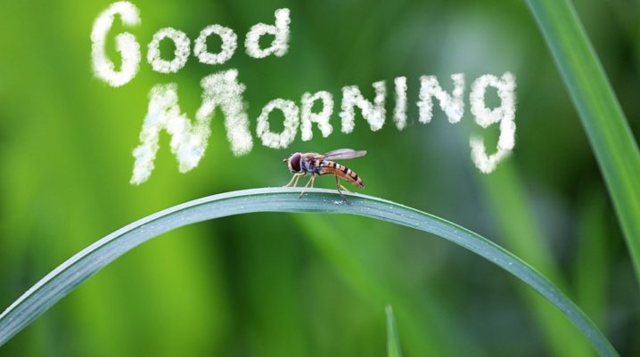 Good Morning Status