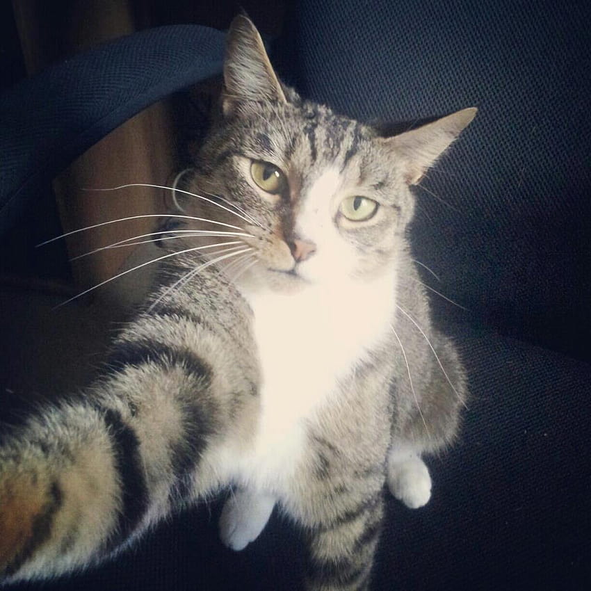 angry cat meme pfp profile pic inspo idea for instagram tiktok